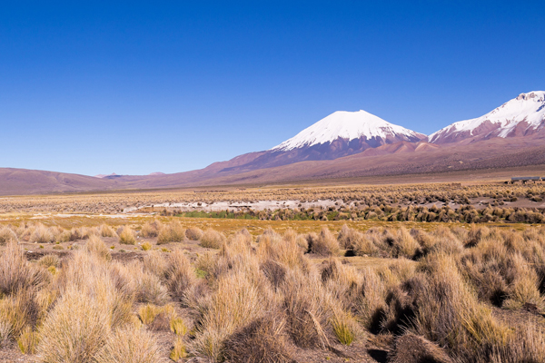 Mathias Chapman wild chinchilla native Andean highlands grassland Atacama desert Chile